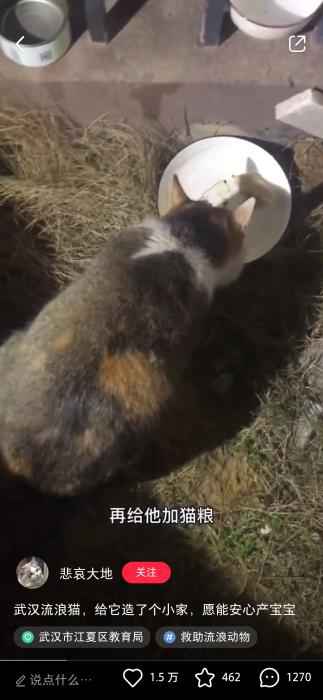 网友“悲哀大地”在网上分享救助流浪猫视频  武汉百步亭这家“月子中心”火了 网友:太暖心!