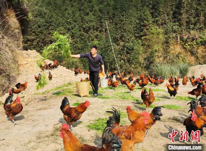 肖益顺给“大坡飞鸡”喂草。 滕以洪 摄  广西养殖户无奈训鸡吃牧草 意外发现省钱又走俏