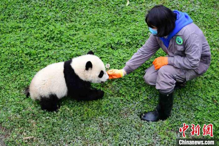 带上口罩的饲养员陪同大熊猫宝宝一起玩耍。 李传有 摄  中国大熊猫保护研究中心:疫情对圈养大熊猫的繁育间接影响较大