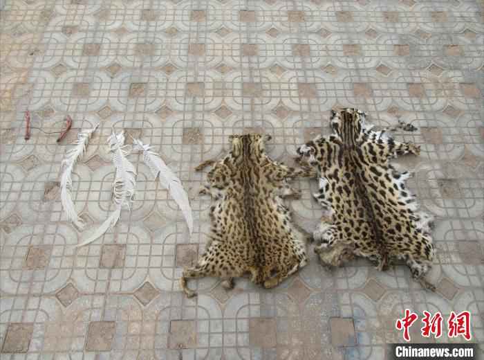 图为查获的野生动物制品。 毕晓东 摄  云南一村民非法捕杀、饲养野生动物被立案调查