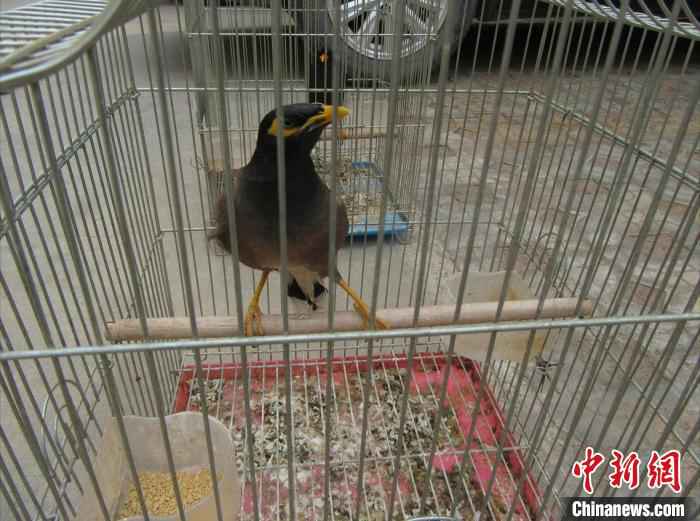 图为疑似林八哥。 毕晓东 摄  云南一村民非法捕杀、饲养野生动物被立案调查