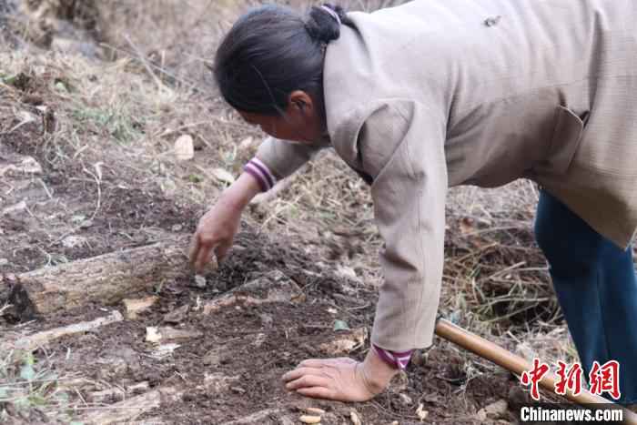 山里的农民在林中平整“斜地陡坡”,种植中药材。 闫姣 摄  甘肃文县“聋山”渐通途 高山居民拓荒地里种药材