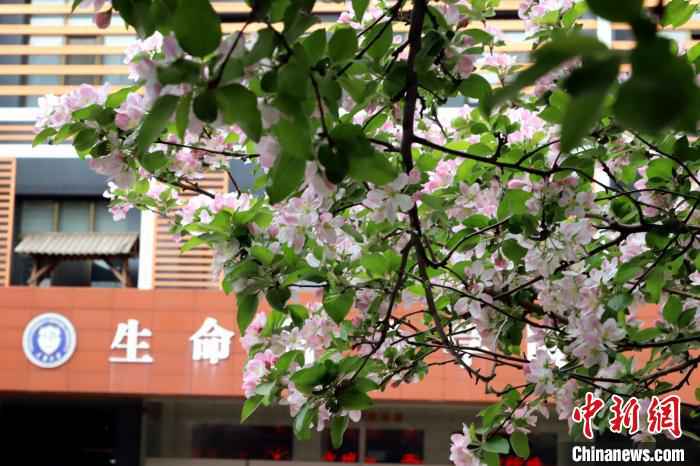 图为天津大学海棠花开。 张道正 摄  又到海棠季 天津高校师生今年“云赏花”